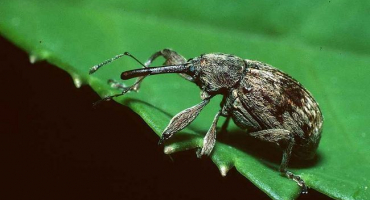 Příčiny výskytu brouka jabloňového, boj s chemickými a lidovými prostředky